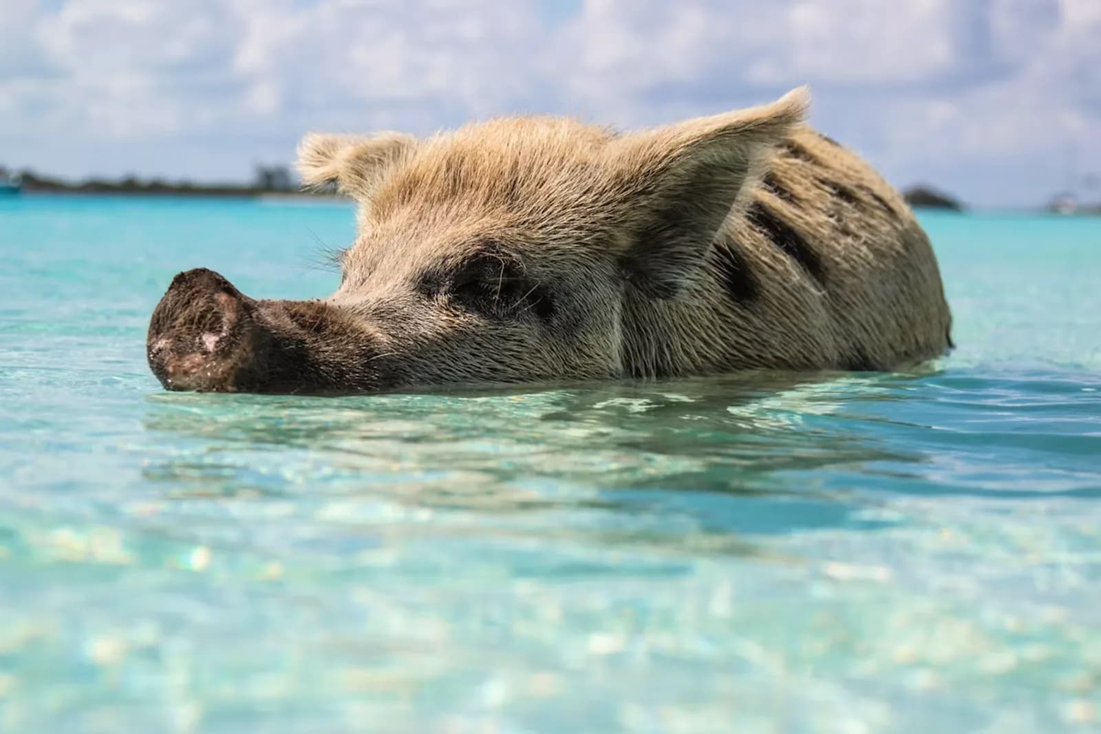 Schweine – Bahamas