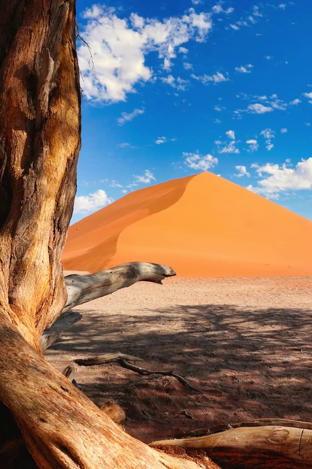 Düne und Baum – Namibia