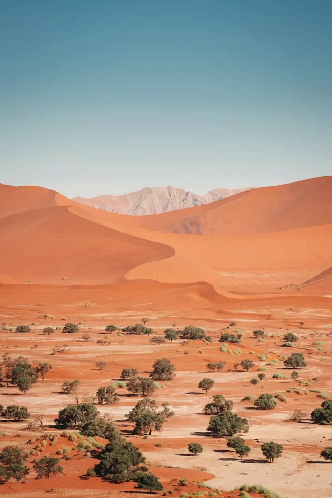 Wüste und einzelne Bäume – Namibia