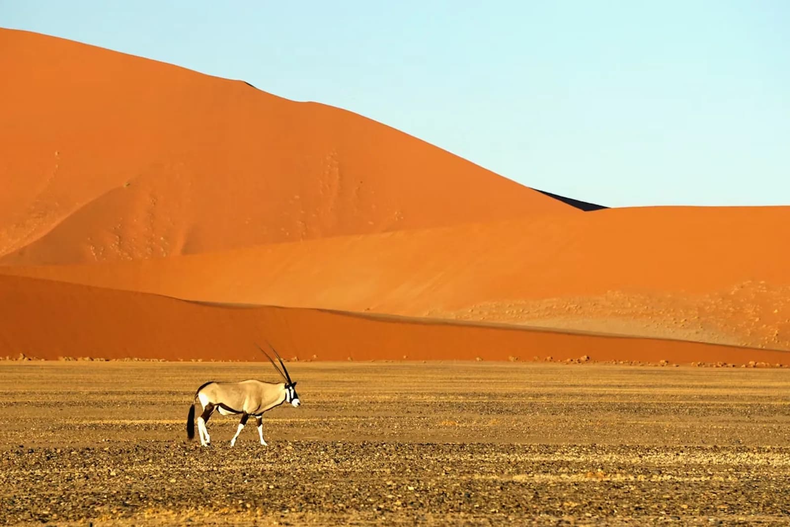 Wüste und Antilope – Namibia