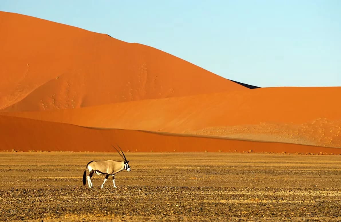Oryxantilope vor einer Düne der Namib