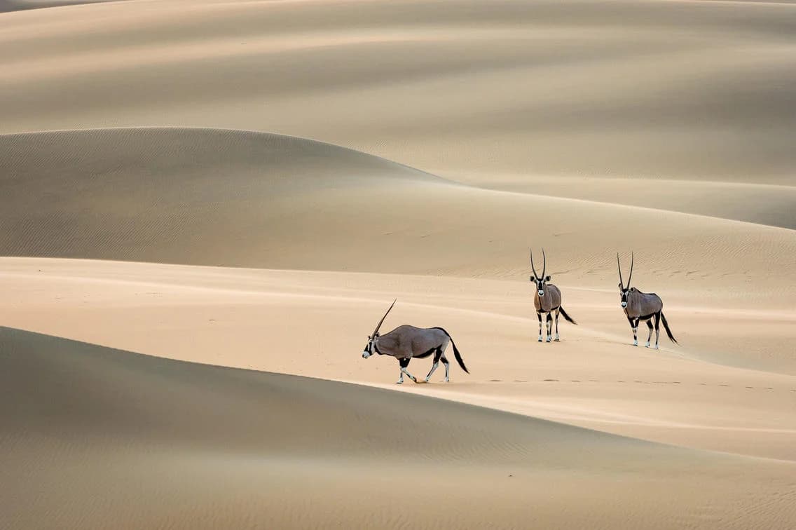 Zwei Oryxantilopen auf den Dünen bei Serra Cafema