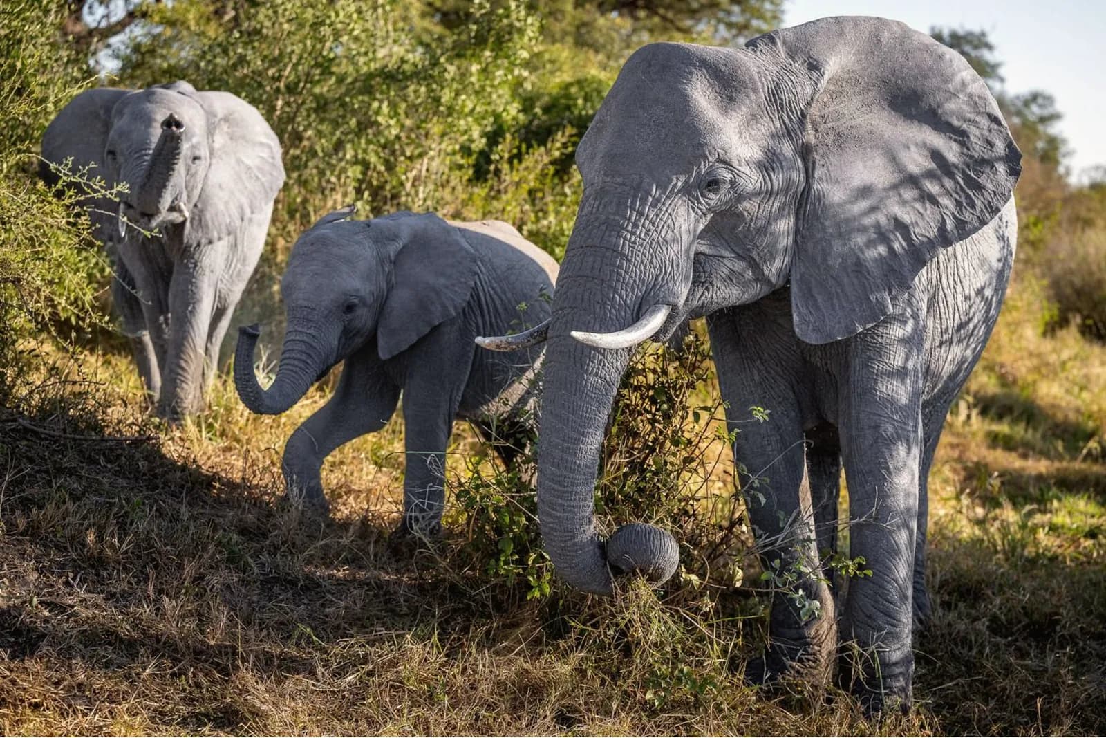 Elefanten – Südafrika