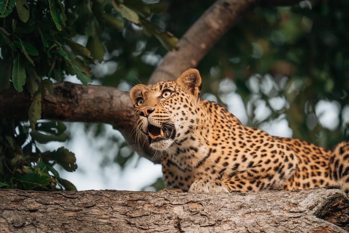 Leopard auf einem Ast in der Nähe der Chitabe Lodge