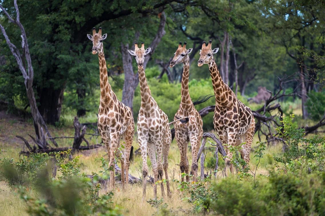 Giraffen zwischen den Bäumen bei der King's Pool Lodge