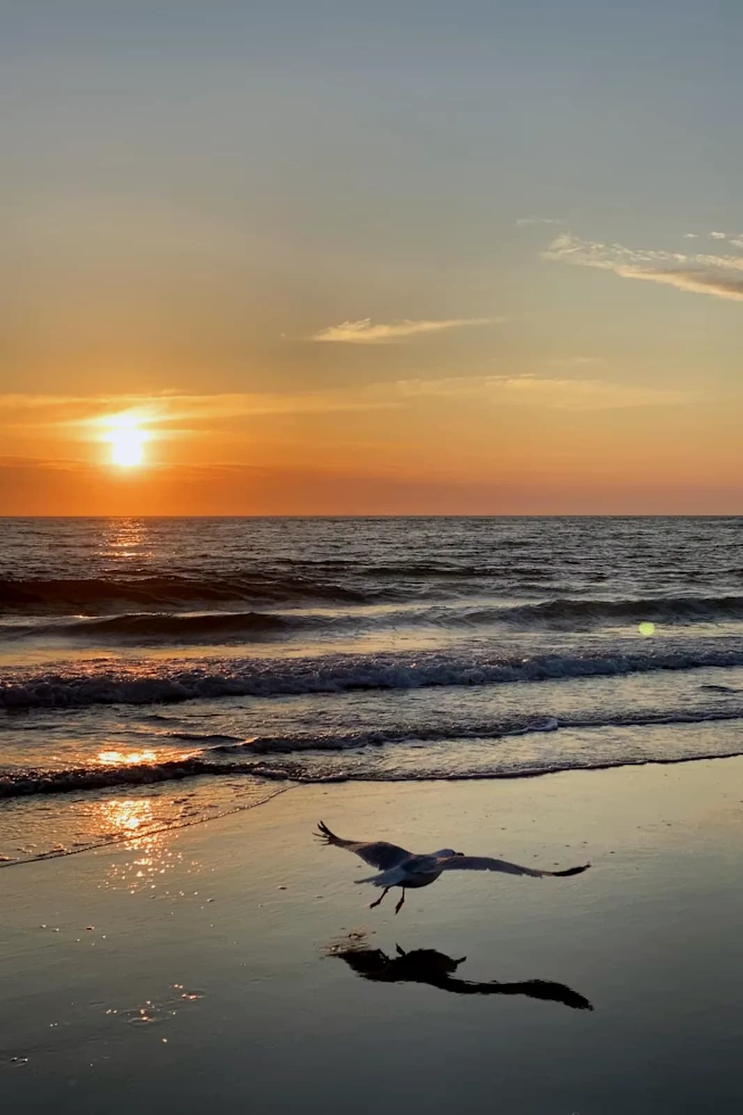 Sonnenuntergang Möwe Strand – Sylt