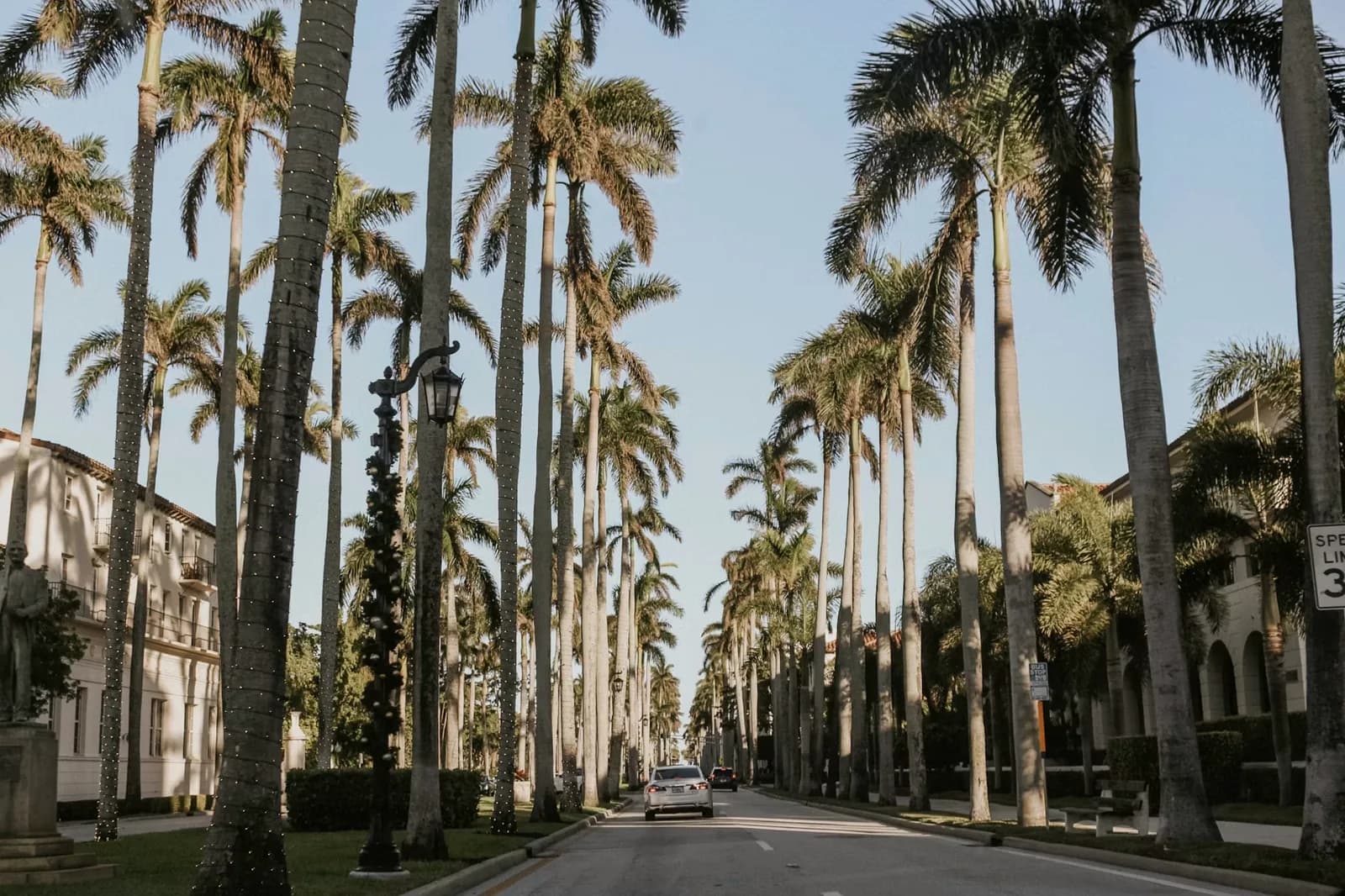 Tampa Palmenallee – Bahamas