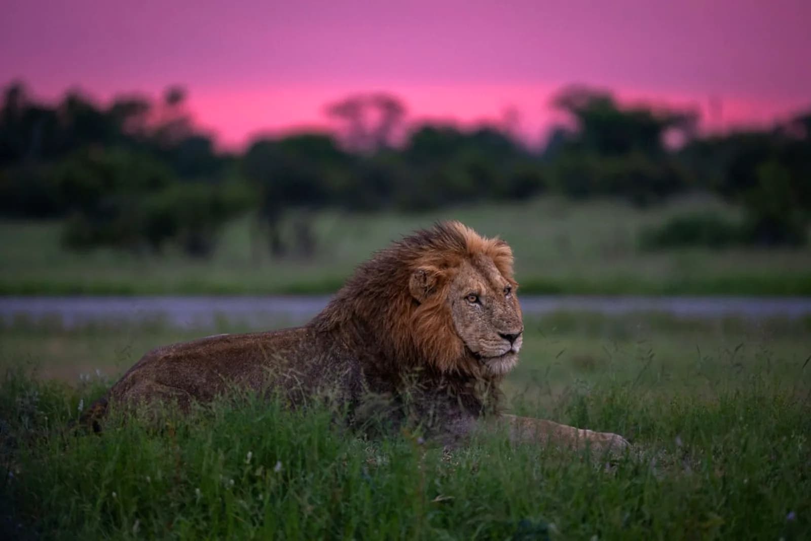 Leopard Sands Lodge Löwe – Krüger Nationalpark