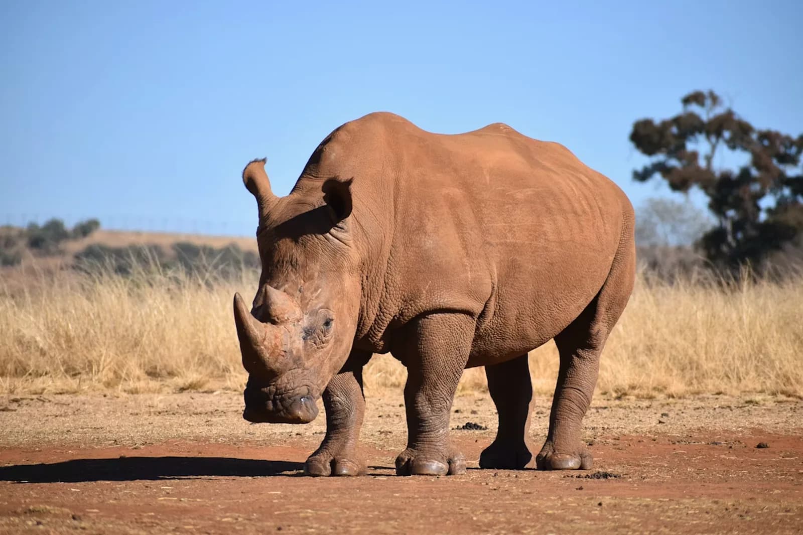 Nashorn Safari – Krüger Nationalpark