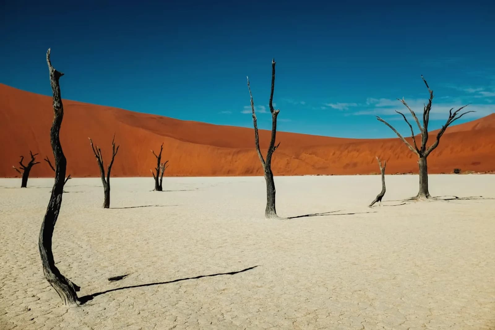 Düne und Wüste mit kahlen Bäumen – Namibia